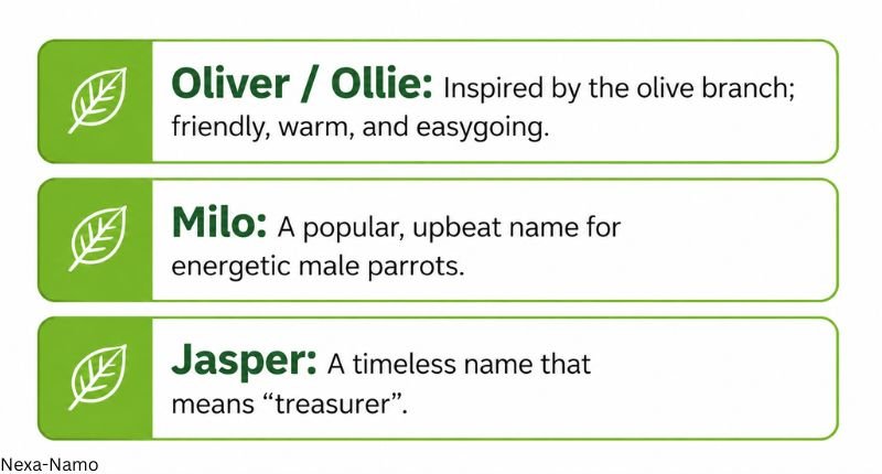 Male cute green parrot names with meanings including Oliver Milo and Jasper name ideas.