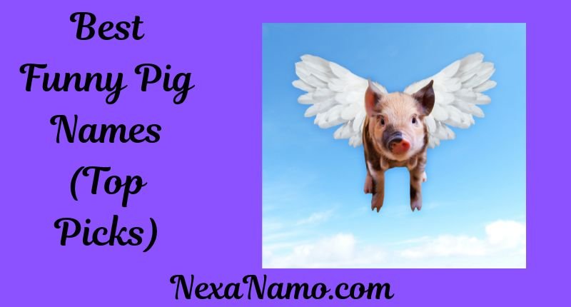Best Funny Pig Names Top Picks