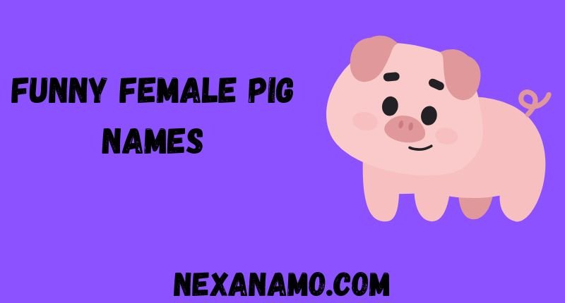 Funny Female Pig Names