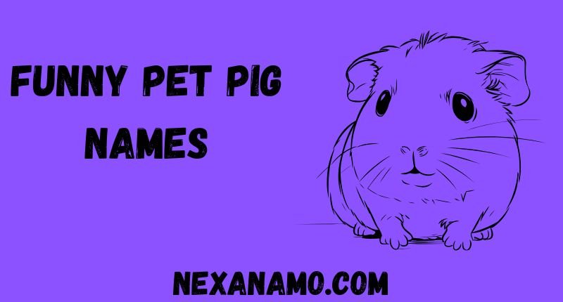 Funny Pet Pig Names