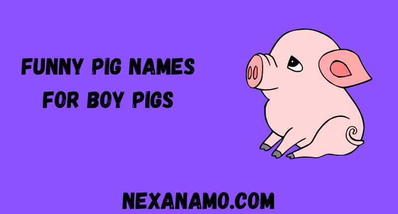 Funny Pig Names for Boy Pigs