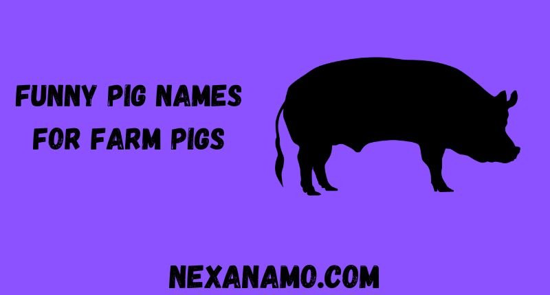 Funny Pig Names for Farm Pigs