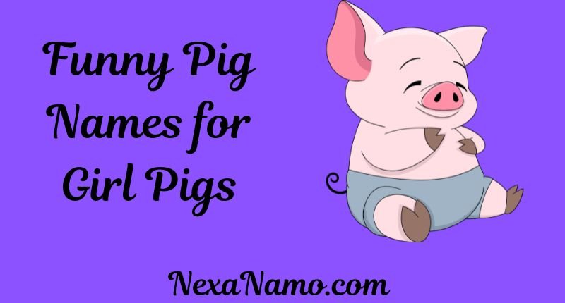 Funny Pig Names for Girl Pigs